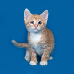 Red and white kitten sitting on blue