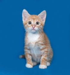 Red and white kitten sitting on blue