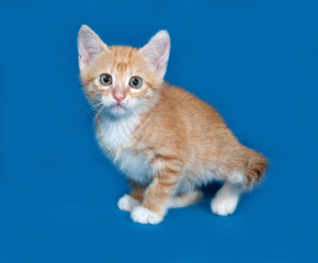 Red and white kitten sitting on blue