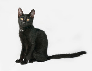 Black and white fluffy kitten sits on gray