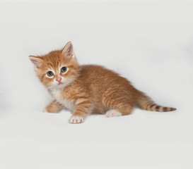 Red fluffy kitten standing on gray