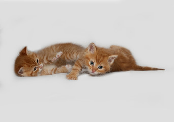 Two fighting red kitten on gray