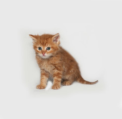 Red fluffy kitten standing on gray