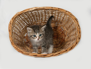 Fluffy gray and white kitten standing in basket