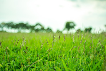 Obraz premium Abstract blur grass with blue sky use for background