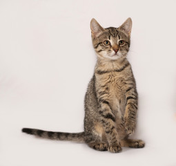 Gray kitten sitting on gray