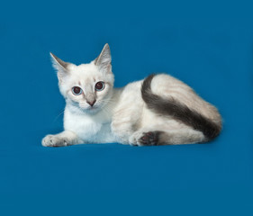 White Thai kitten lying on blue