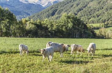 Obraz premium cows grazing at the meadow in the Alpes