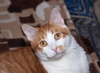 Red and white cat lying