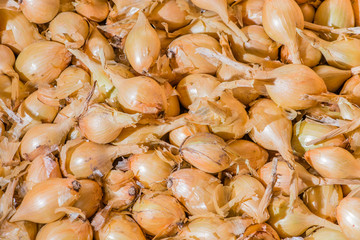 Yellow onions crop. Close up