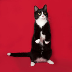 Black and white cat sitting on red