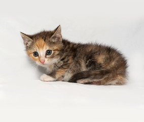 Tricolor fluffy kitten sitting on gray