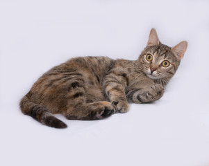 Fototapeta na wymiar Tricolor striped cat lies on gray