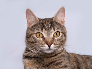 Fototapeta na wymiar Tricolor striped cat sitting on gray