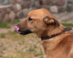 Red dog standing on background of grass