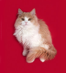 Fluffy red and white kitten sitting on red