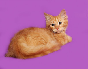 Red fluffy kitten lies on lilac