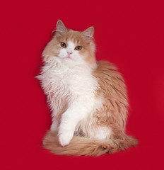 Fluffy red and white kitten sitting on red