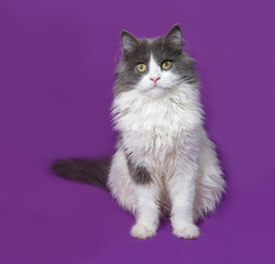 Fluffy gray and white kitten sitting on lilac