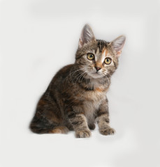 Fototapeta na wymiar Tricolor kitten sitting on gray