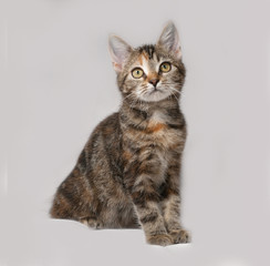 Tricolor kitten sitting on gray