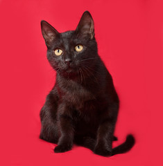 Black kitten sitting on red