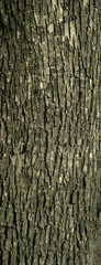 Texture of old tree bark with green moss
