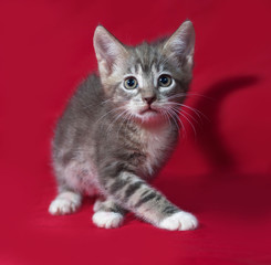 Fototapeta na wymiar Striped and white kitten going on red