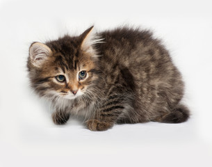 Fototapeta premium Fluffy Siberian striped kitten standing on gray
