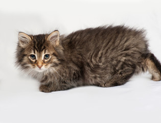 Fluffy Siberian striped kitten lies on gray