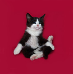 Black and white kitten falling on red