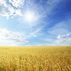 Naklejka premium Wheat field and blue sky with sun