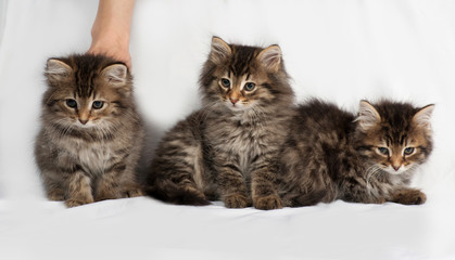 Three fluffy Siberian striped kitten sitting on gray