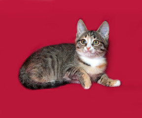 Fototapeta na wymiar Tricolor kitten lying on red