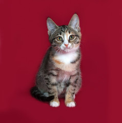 Tricolor kitten sitting on red