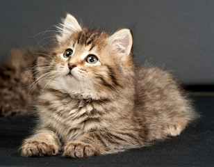 Fluffy Siberian striped kitten sitting on gray