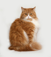 Fluffy red and white cat sitting on gray