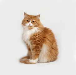 Fluffy red and white cat sitting on gray