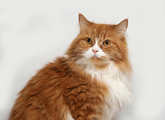 Fluffy red and white cat sitting on gray