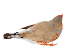 zebra finch isolated on white background with clipping path, taeniopygia guttata