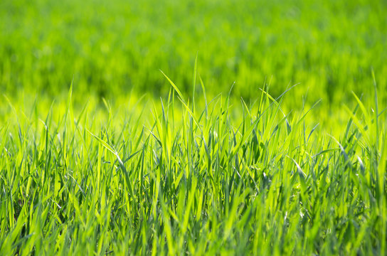  grass background