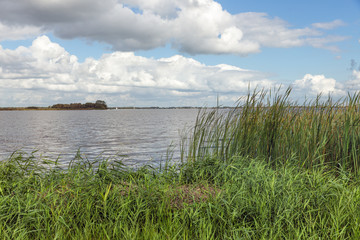 Naklejka na ściany i meble Dutch landscape with lake and reed vegetation