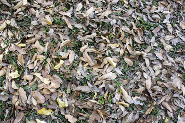 Textura de hojas