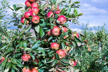 Dutch orchard with maturing apples