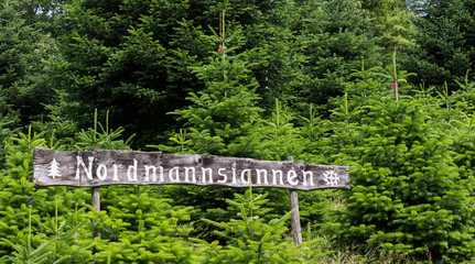 Schild Nordmanntanne im Wald
