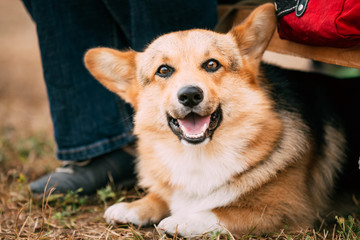 Close up portrait of young Happy Welsh Corgi dog