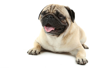 Funny pug dog isolated on a white