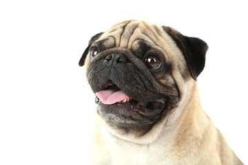 Funny pug dog on a white background