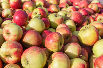 Fototapeta na wymiar picked ripe apples