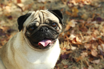 Funny pug dog in the autumn park, outdoor